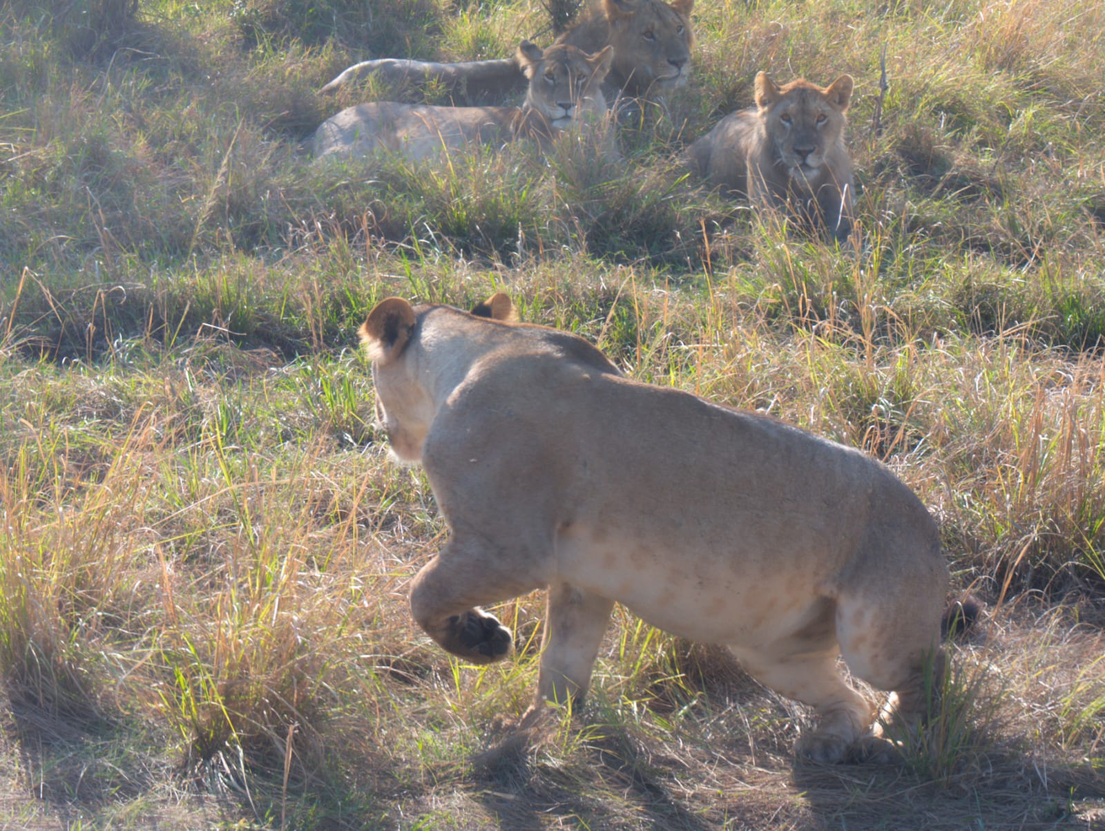 3 Days Tsavo East, Tsavo West & Amboseli